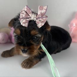 Teal girl - Black and tan female Yorkshire Terrier puppy in Dahalonega, Georgia from Country Dog Kennels.