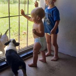 Pembroke Welsh Corgi Puppies from Corgis Hawaii Pleasantstone Aloha Corgis