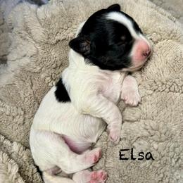 Elsa - White and black female Bordoodle puppy in Mancos, Colorado from Mesa View Puppies