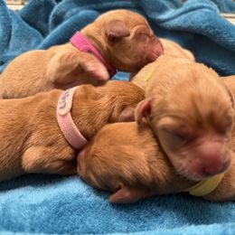Lucy-Lou - Yellow female Labrador Retriever puppy in Cantonment, Florida from Deep South Labrador Retrievers LLC