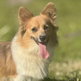 American Corgis and Pembroke Welsh Corgis from Hannah Johnson