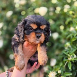 BUZZ - Black and tan male Cavalier King Charles Spaniel puppy in Las Cruces, New Mexico from Moongate Cavaliers