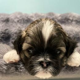 Abe - Liver and white male Shih Tzu puppy in Kingsley, Michigan from Joseph's Shih Tzus