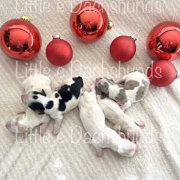 Dachshund Puppies from Little e Dachshunds