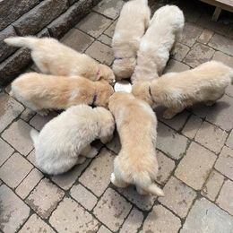 Golden Retriever Puppies from EP's Golden Retrievers