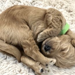 Goldendoodle Puppies from Doodles and Cavaliers
