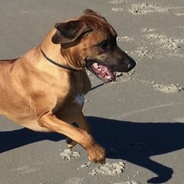 Rhodesian Ridgebacks from Orion