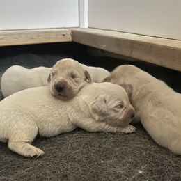 Golden Retriever puppies from Indy's Goldens