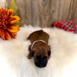 Donner - Brown male Whoodle puppy in Merritt, Michigan from Genesis Family Farm
