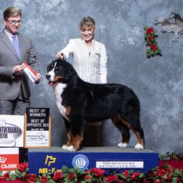 Sunni - Bernese Mountain Dog