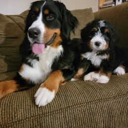 Bernedoodle and Goldendoodle Puppies from DMV Doodles