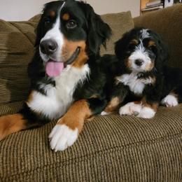 Bernedoodle and Goldendoodle Puppies from DMV Doodles