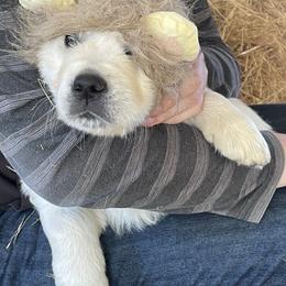 Golden Retriever Puppies from Sons of Mullen Farm