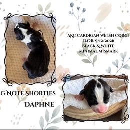 Daphne - Black and white female Cardigan Welsh Corgi puppy in Casper, Wyoming from Flying Note Shorties