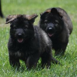 Orange Collar Male - Sable male German Shepherd puppy in Marianna, Florida from Haus M Godwin