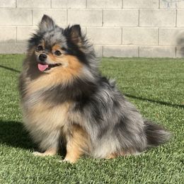 Bella - Pomeranian