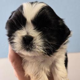 Jack - Black and white male Shih Tzu puppy in Carthage, Missouri from Cooley's Cuddle Pups