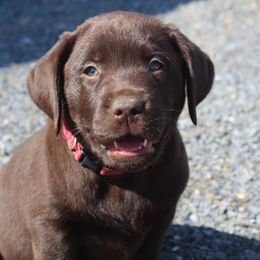 Labrador Retriever Puppies from Rocky Creek Labs