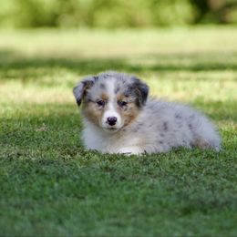 Zoey - Blue merle female Australian Shepherd puppy in Powhatan, Virginia from Scarlet Oak Aussies