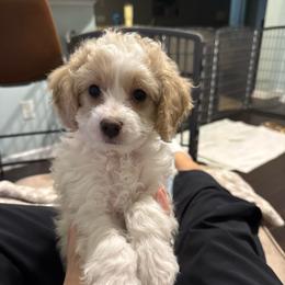 Cotton - Cream male Cavapoo puppy in Greer, South Carolina from Palmetto Companion Puppies