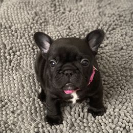 French Bulldog Puppies from Diamond Shores French Bulldogs