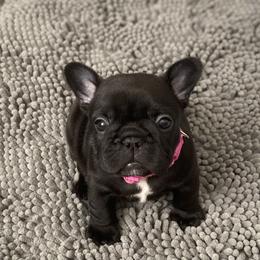 French Bulldog Puppies from Diamond Shores French Bulldogs