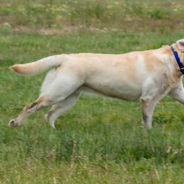 Labrador Retrievers from Flowing River Retrievers