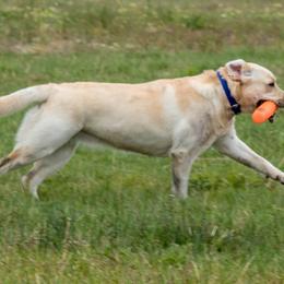 Labrador Retrievers from Flowing River Retrievers