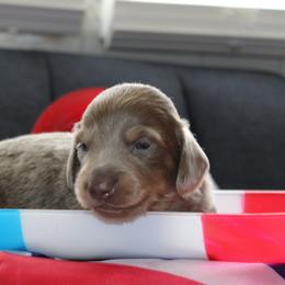 Callan - Fawn (isabella) and tan male Dachshund puppy in Staley, North Carolina from Langley Farms Dachshunds