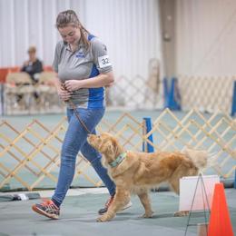 German Shorthaired Pointers and Golden Retrievers from Blazing Ridge Working Dogs