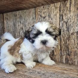 Camo-Oakley - Brindle and white male Shih Tzu puppy in Mountain Grove, Missouri from Precious Puppies