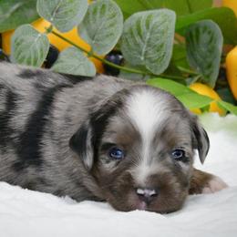 Corbin - Blue merle male Australian Shepherd puppy in Ranger, Texas from Outback Mini Aussies