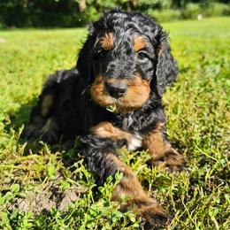 Mr. Bobinski - Black and tan male Gordon Setter puppy in Holmen, Wisconsin from Joy Hahn
