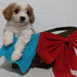 Cavachon and Poodle Puppies from My Furry Friends