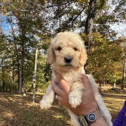 Sam - Cream male Poodle puppy in Osyka, Mississippi from Southern Sunshine Standards