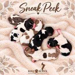 Copper - Chocolate Dapple Piebald - Dapple male Dachshund puppy in Kemp, Texas from Koli Acres