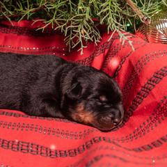 Whiplash (Orange) - Black and rust male Beauceron puppy in Medina, Ohio from Beaucerons Des Vents