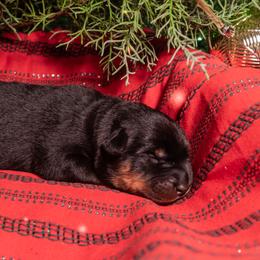 Whiplash (Orange) - Black and rust male Beauceron puppy in Medina, Ohio from Beaucerons Des Vents