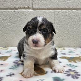 Scrappy - Blue male Pembroke Welsh Corgi puppy in Castle Rock, Washington from Heckman Corgis