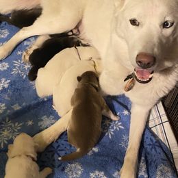 Siberian Husky Puppies from Blue Skyes Huskies