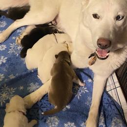 Siberian Husky Puppies from Blue Skyes Huskies