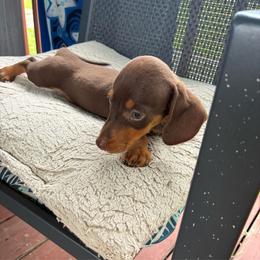 Boy 4 - Chocolate and tan male Dachshund puppy in Newcomerstown, Ohio from Rose's Dachshunds