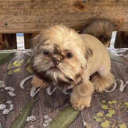 Shih Tzu Puppies from LaDawn’s Little Lions