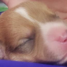 Tator - White and red Pembroke Welsh Corgi puppy in Post Falls, Idaho from Best Friend Corgi