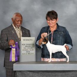 Faith - Toy Fox Terrier