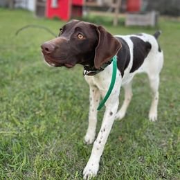 Buster - German Shorthaired Pointer
