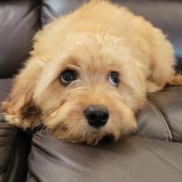 Aussiedoodle, Cavapoo, and Poodle Puppies from B&M Cottonwood Canines