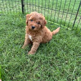9 to 5 - White Collar - Red male Double Doodle puppy in Rowlett, Texas from Parrish Precious Ones Texas