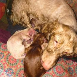 Boy 2 - Cream male Dachshund puppy in Hollis, Oklahoma from Write Breed Doxies