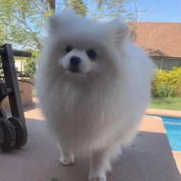 Pomeranians from Migo Poms